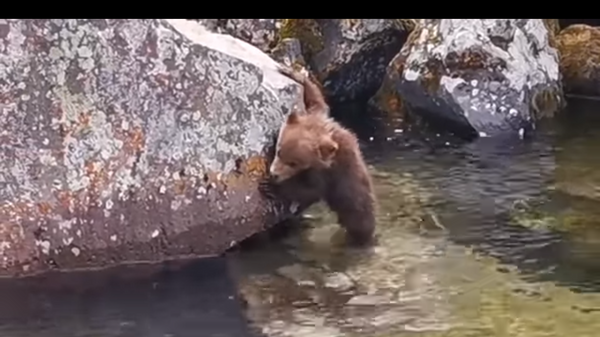 Пусть мама услышит: на Камчатке сняли на видео, как детеныш ищет медведицу - Sputnik Lietuva