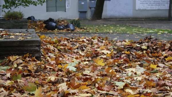 Осенняя опавшая листва в Вильнюсе - Sputnik Литва