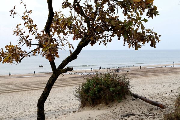 Остатки реликтовых деревьев на берегу Балтийского моря - Sputnik Литва