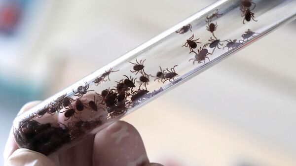 Борьба с насекомыми-переносчиками опасных заболеваний в Ставропольском крае - Sputnik Lietuva