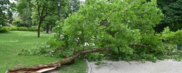 Поваленные ветром деревья в Вильнюсе Поваленные ветром деревья в Вильнюсе - Sputnik Lietuva
