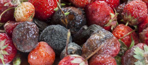 Подгнившая клубника - Sputnik Литва