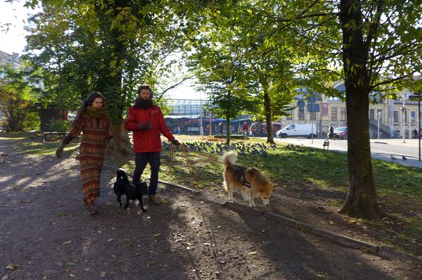 Жители Вильнюса выгуливают собак - Sputnik Lietuva