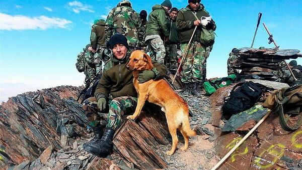 Ejército de Argentina asciende a sargento a un perro - Sputnik Литва