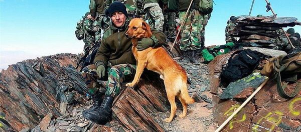 Ejército de Argentina asciende a sargento a un perro Ejército de Argentina asciende a sargento a un perro - Sputnik Литва