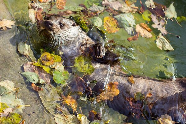 Выдру не пугает похолодание, она спокойно плавает среди пожелтевших листьев даже в холодной воде - Sputnik Литва