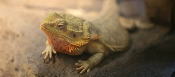 Бородатая агама Бородатая агама - Sputnik Литва