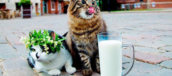 Официальные рижские коты - Кузя и Мурис Официальные рижские коты - Кузя и Мурис - Sputnik Литва