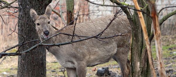 Дикая косуля Люся - Sputnik Литва