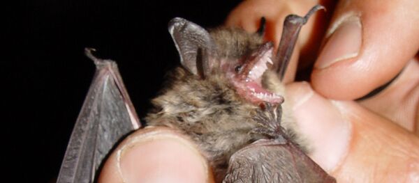 Короткоухая летучая мышь - Sputnik Литва
