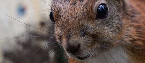 Повседневная жизнь - Sputnik Литва