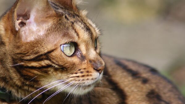 Одна из самых дорогих кошек - бенгальская порода - Sputnik Литва