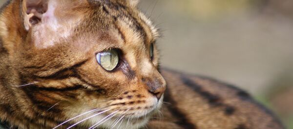 Одна из самых дорогих кошек - бенгальская порода Одна из самых дорогих кошек - бенгальская порода - Sputnik Литва