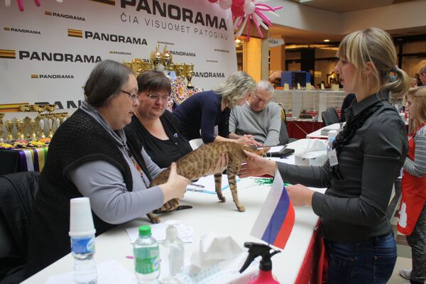 Судьи международного класса из России осматривают кошку бенгальской породы - Sputnik Литва
