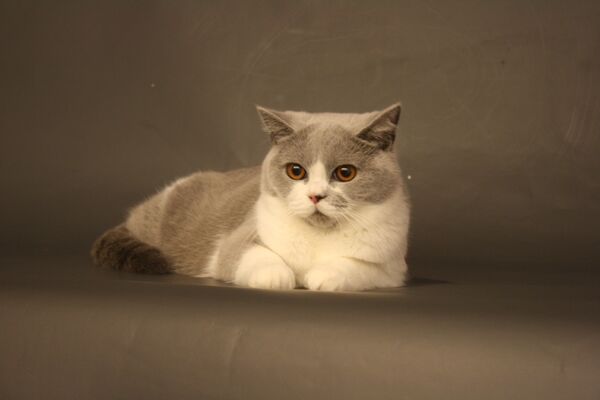 Портрет кошки на кожаном диване - Sputnik Литва
