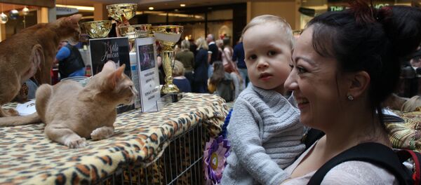 Родители радуются как дети, глядя на кошек разных пород Родители радуются как дети, глядя на кошек разных пород - Sputnik Lietuva