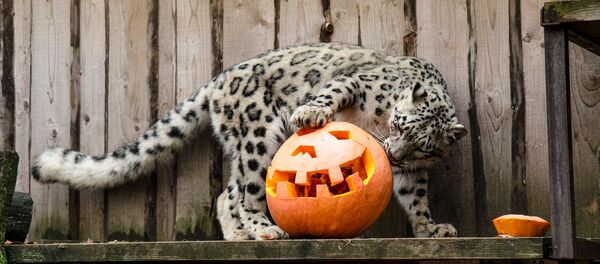 День тыкв в Литовском зоопарке День тыкв в Литовском зоопарке - Sputnik Литва