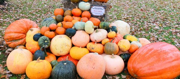 День тыкв в Литовском зоопарке День тыкв в Литовском зоопарке - Sputnik Lietuva