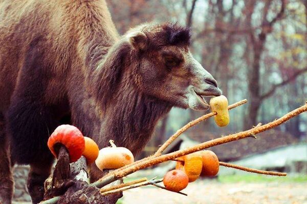 День тыкв в Литовском зоопарке - Sputnik Литва
