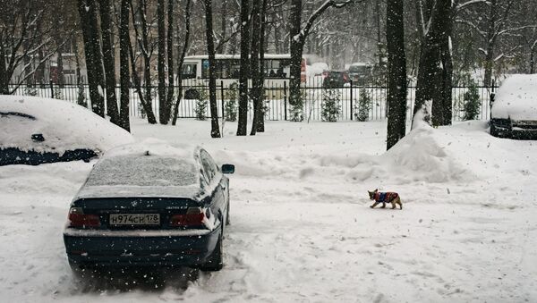 Снегопад в Санкт-Петербурге - Sputnik Литва