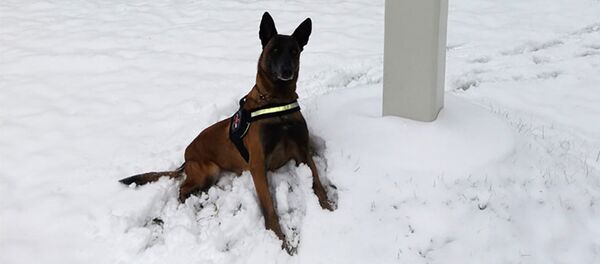 Служебная овчарка Октавия - Sputnik Литва