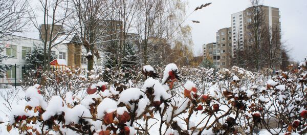 Кусты шиповника в снегу, архивное фото - Sputnik Литва