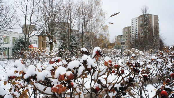 Кусты шиповника в снегу, архивное фото - Sputnik Литва