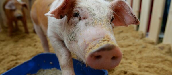 paršelis paršelis - Sputnik Lietuva