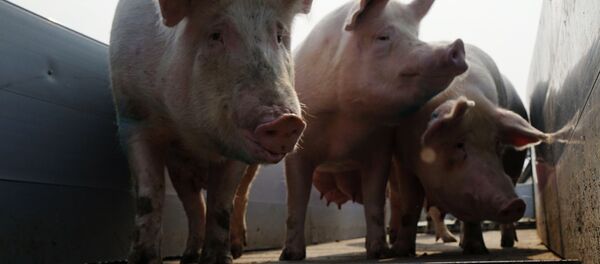 ООО Прибалийская мясная компания три ООО Прибалийская мясная компания три - Sputnik Литва