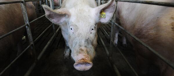 Родниковский свинокомплекс в Челябинской области - Sputnik Литва