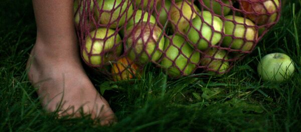 Яблоки в сетке - Sputnik Литва