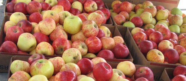 Яблоки в коробках Яблоки в коробках - Sputnik Lietuva