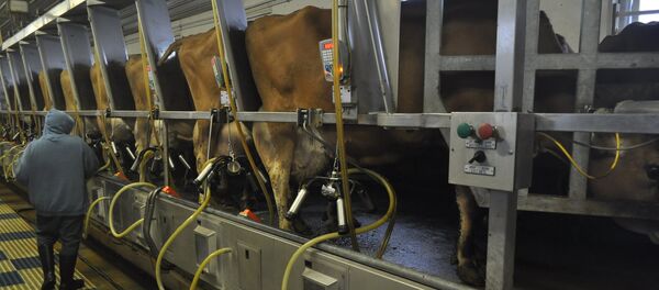 Производство молока - Sputnik Литва