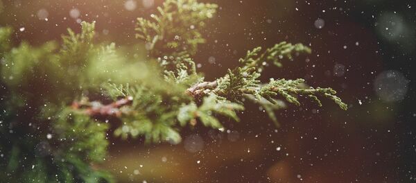 Елка под снегом - Sputnik Литва