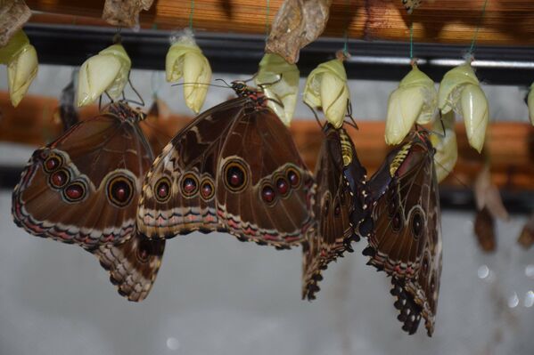 Бабочки в Каунасском ботаническом саду - Sputnik Литва