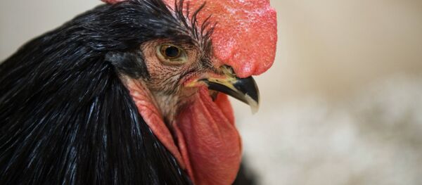 Петух, архивное фото - Sputnik Литва