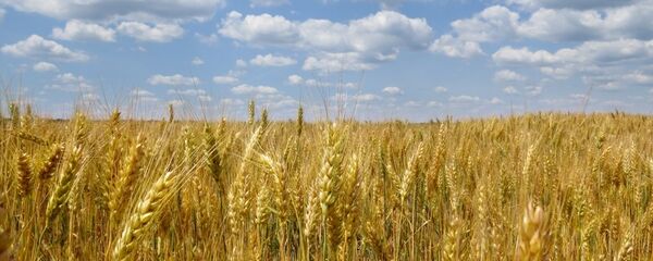 Колосья, архивное фото - Sputnik Литва