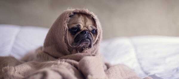 Холода наступили Холода наступили - Sputnik Литва