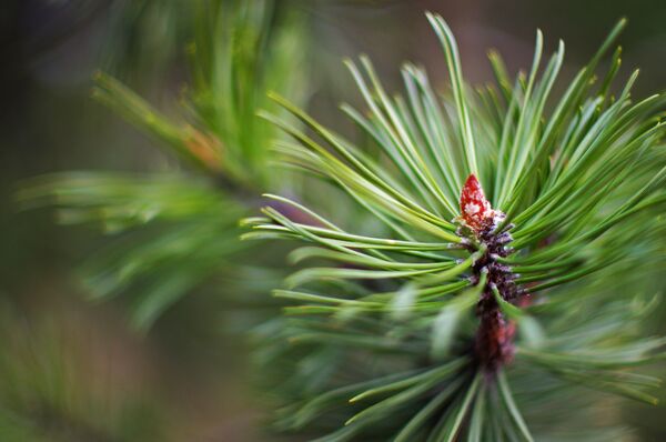 Сосновая ветка Сосновая ветка - Sputnik Lietuva