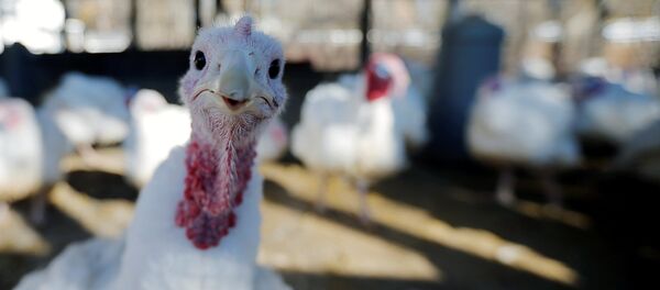 Индейка гуляет по ферме в США Индейка гуляет по ферме в США - Sputnik Литва