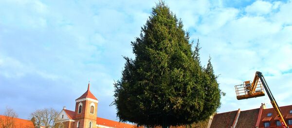 Установка новогодней елки в Каунасе - Sputnik Литва