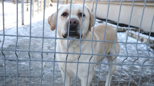 Собака за забором, архивное фото - Sputnik Литва
