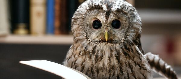 Сова Ева в Московском Доме книги на Арбате Сова Ева в Московском Доме книги на Арбате - Sputnik Lietuva