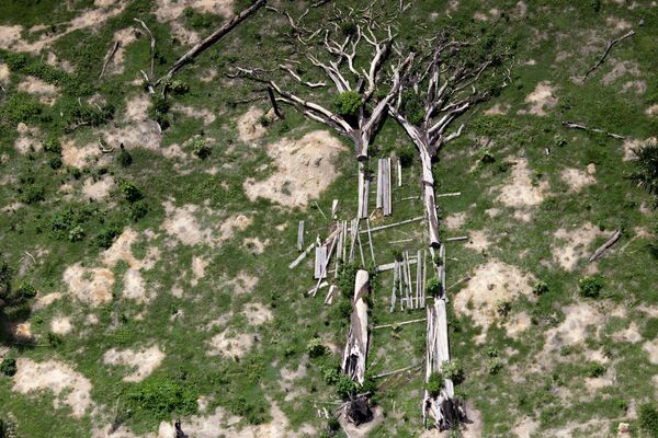 Упавшие деревья в Бразилии - Sputnik Lietuva