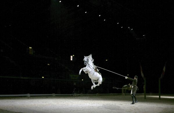 Всадники и их лошади испанской школы верховой езды Вены - Sputnik Lietuva
