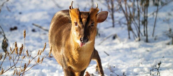 Китайский мунтжак в Литовском зоопарке Китайский мунтжак в Литовском зоопарке - Sputnik Литва
