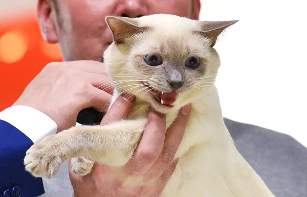 Выставка кошек Гран-при Royal Canin в Москве Выставка кошек Гран-при Royal Canin в Москве - Sputnik Lietuva