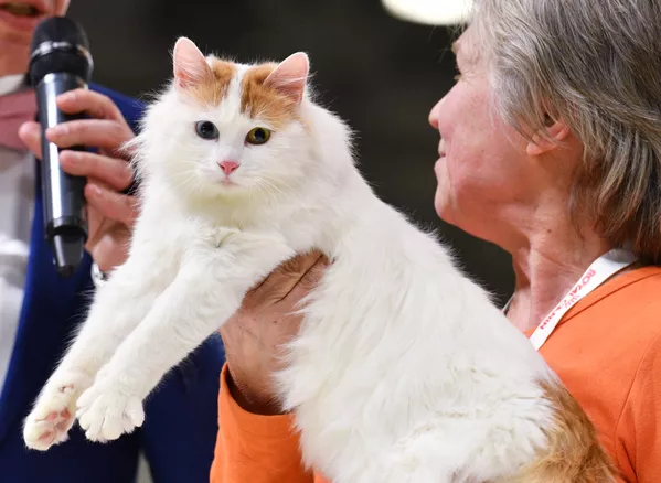 Выставка кошек Гран-при Royal Canin в Москве Выставка кошек Гран-при Royal Canin в Москве - Sputnik Lietuva