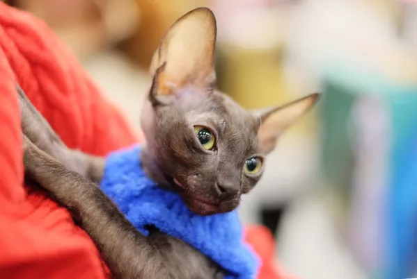 Выставка кошек Гран-при Royal Canin в Москве Выставка кошек Гран-при Royal Canin в Москве - Sputnik Lietuva