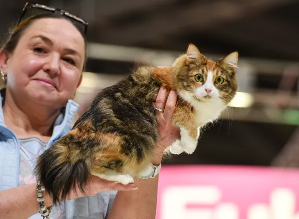 Выставка кошек Гран-при Royal Canin в Москве Выставка кошек Гран-при Royal Canin в Москве - Sputnik Lietuva
